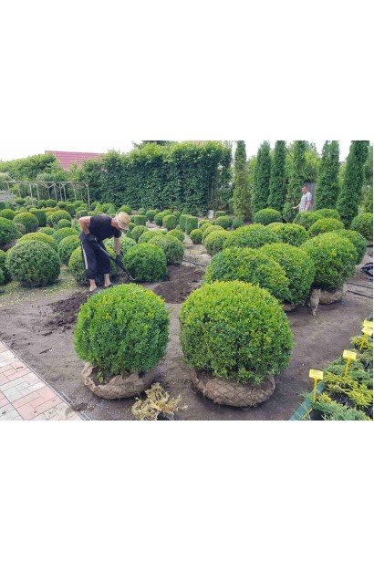 Самшит вічнозелений Куля - ТОПІАР Куля_ком 50кг/вис.70см/Ø70см